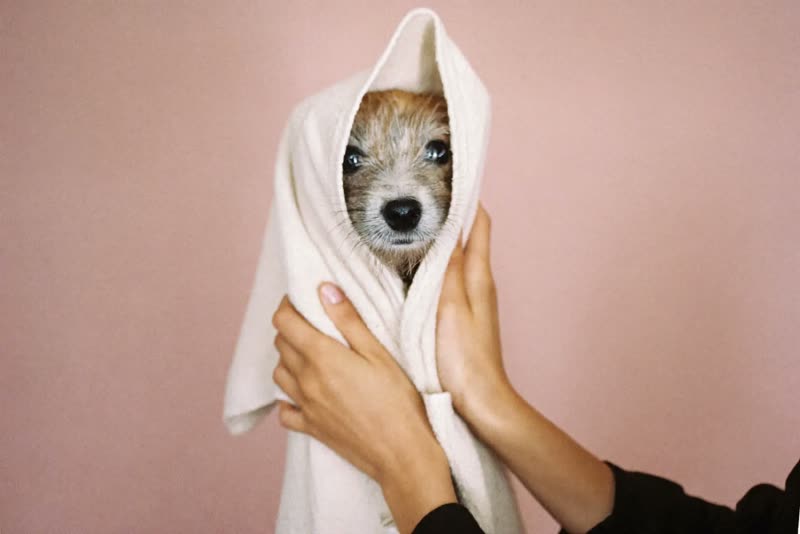 Small dog wrapped in a towel being dried after a wash