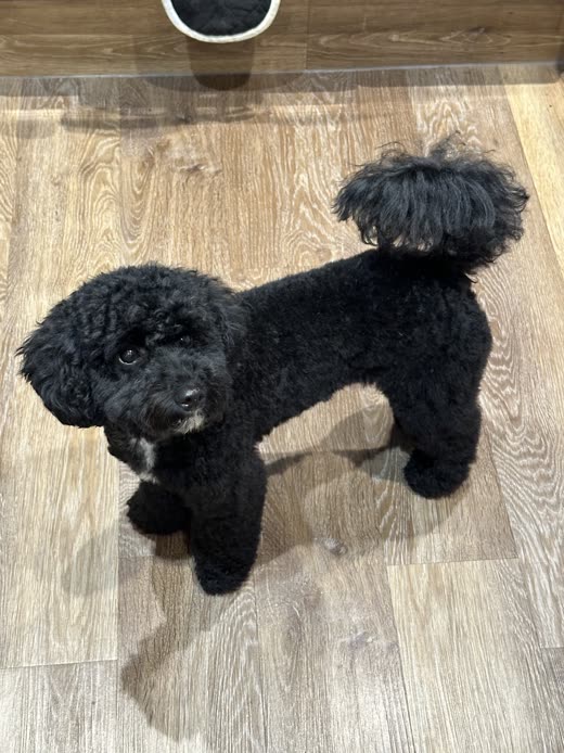 Freshly clipped black poodle-cross in profile showing the full shape of its cut and pom tail