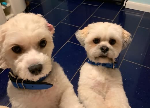 Two small fluffy white dogs with blue collars sitting side by side after grooming