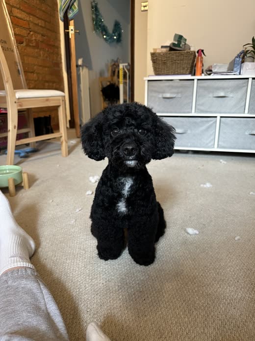 Groomed black poodle-cross standing at home after its appointment