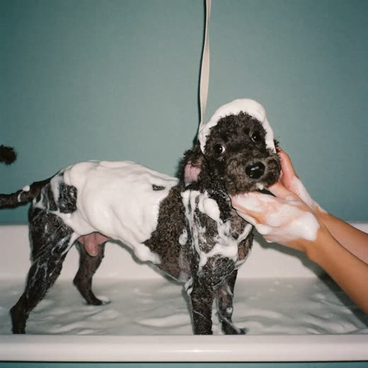 Small curly-coated dog mid-bath, coat covered in shampoo lather
